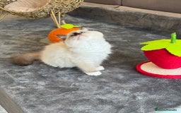Ragdoll gatos en venta: Camada Ragdoll - Imagen 7