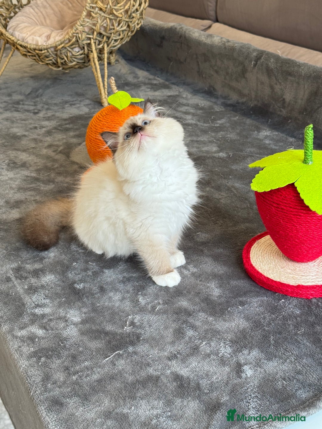 Ragdoll gatos en venta: Camada Ragdoll - Imagen 7