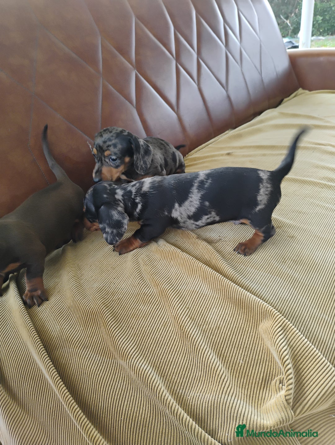 Teckel Miniatura perros en venta: Cachorros teckel miniatura  - Anuncio 5