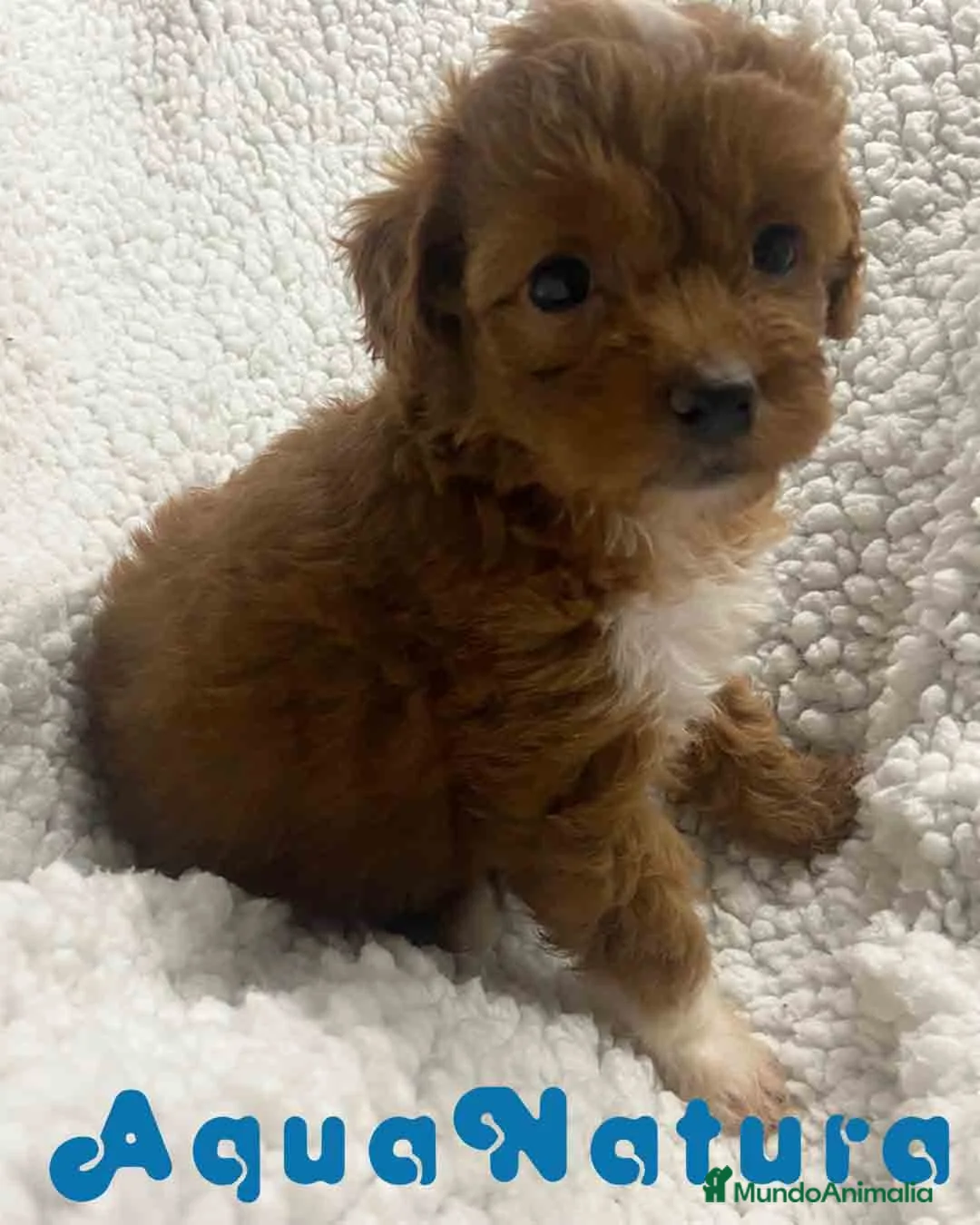 Havapoo perros en venta:  Havapoo Hembra 1 de Haya y Can AQUANATURA - Anuncio 3