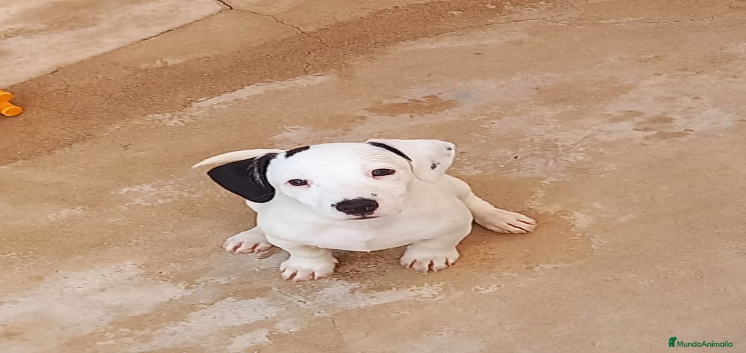 Imagen de galería {{count}}