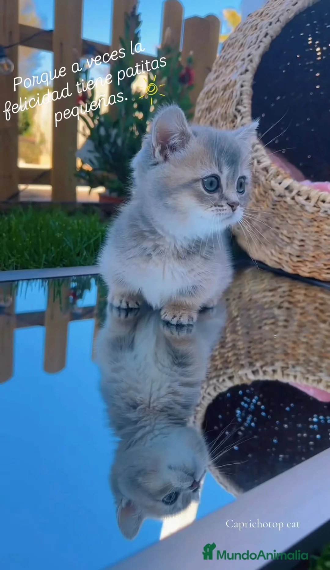 Munchkin gatos en venta: Gatitos Munchkin - Anuncio 2