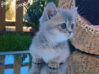 Munchkin gatos Gatitos Munchkin - Anuncio 1