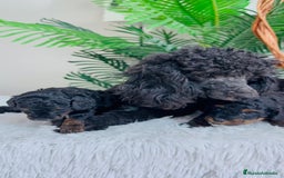 Caniche Toy perros en venta: CANICHE TOY HEMBRA - Imagen 9