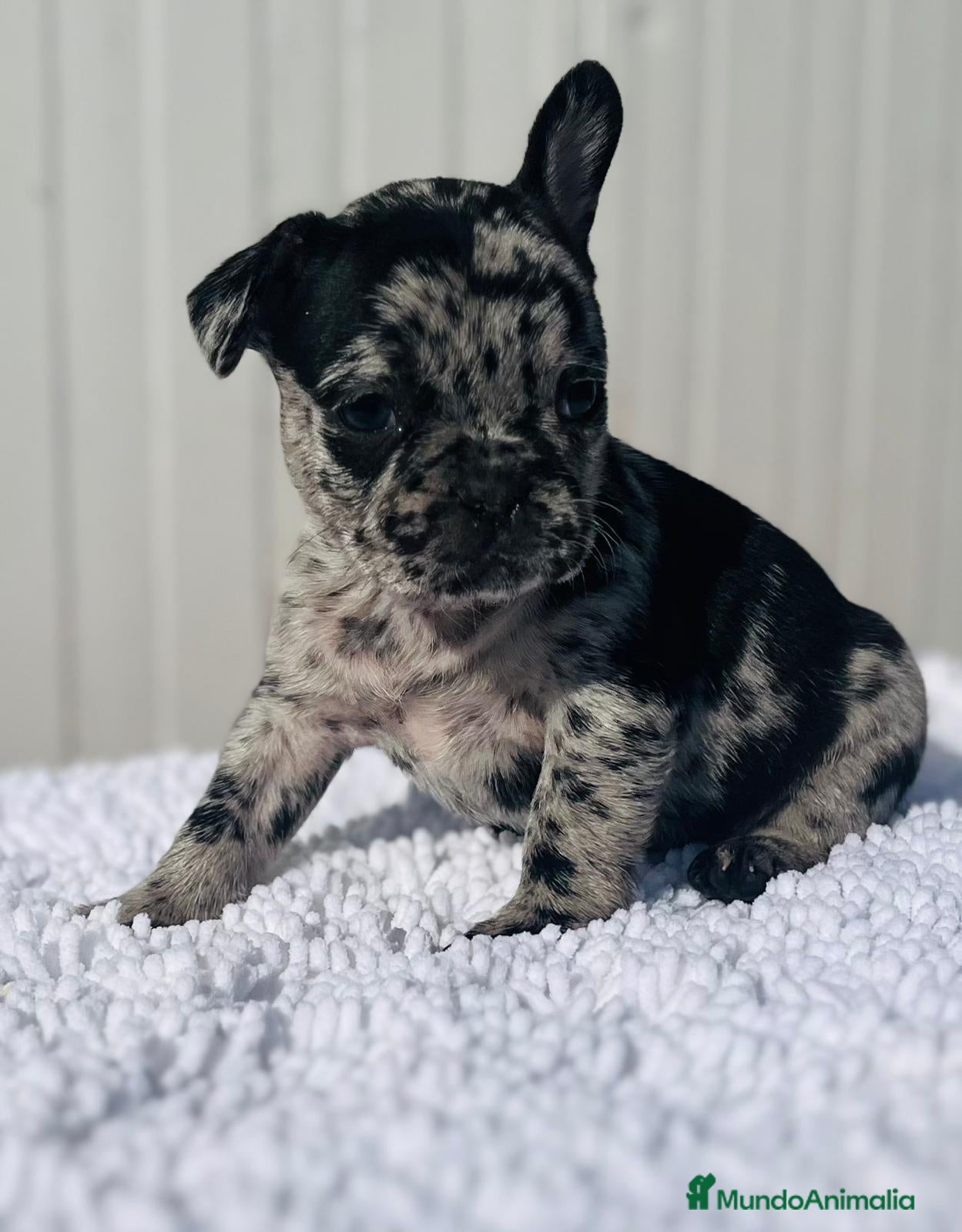 Bulldog Francés perros Macho de Bulldog Frances merle cachorro - Anuncio 2