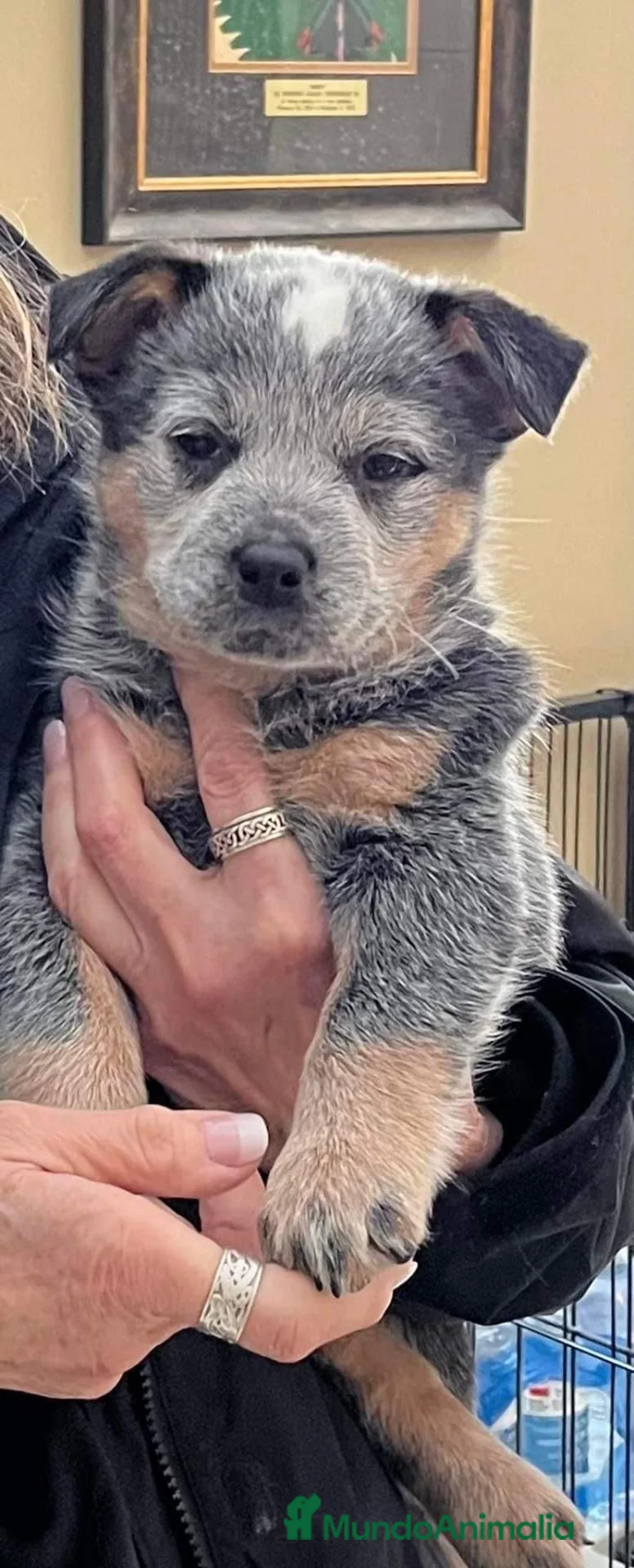 Boyero de Australia perros en venta: Australian Cattle Dog - Pastor Australiano - Anuncio 4