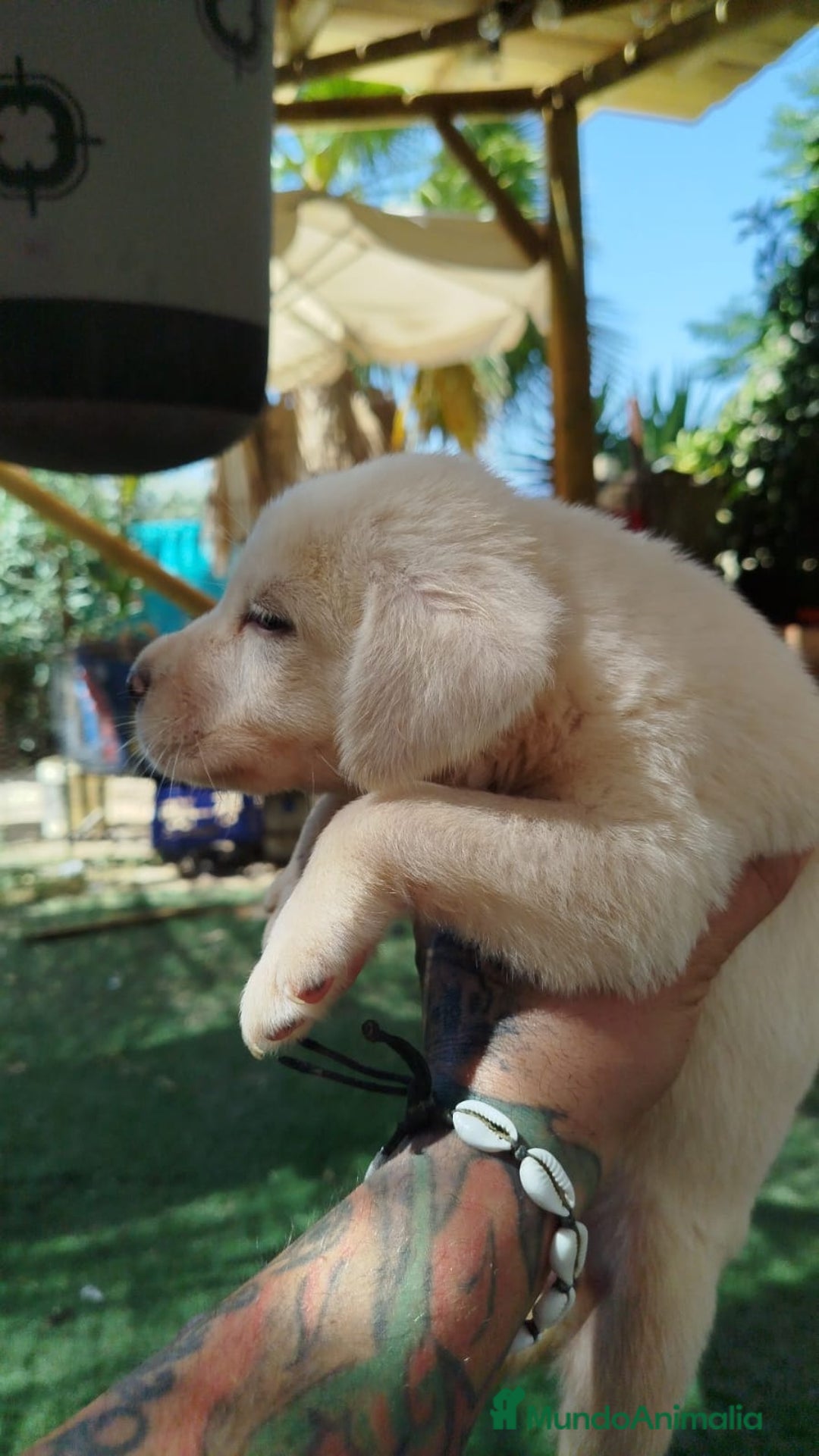 Mastín Español perros en venta: CAMADA MASTIN ESPAÑOL  - Imagen 2
