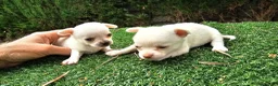 Chihuahua perros en venta: Chihuahuas mini toy - Anuncio 3