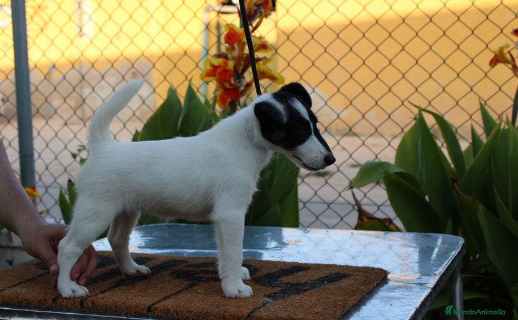 Fox Terrier de Pelo Liso perros - Propaganda 7