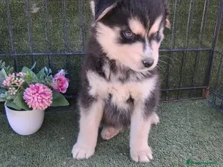 Pomsky perros POMSKY ENCANTADOR - Anuncio 16