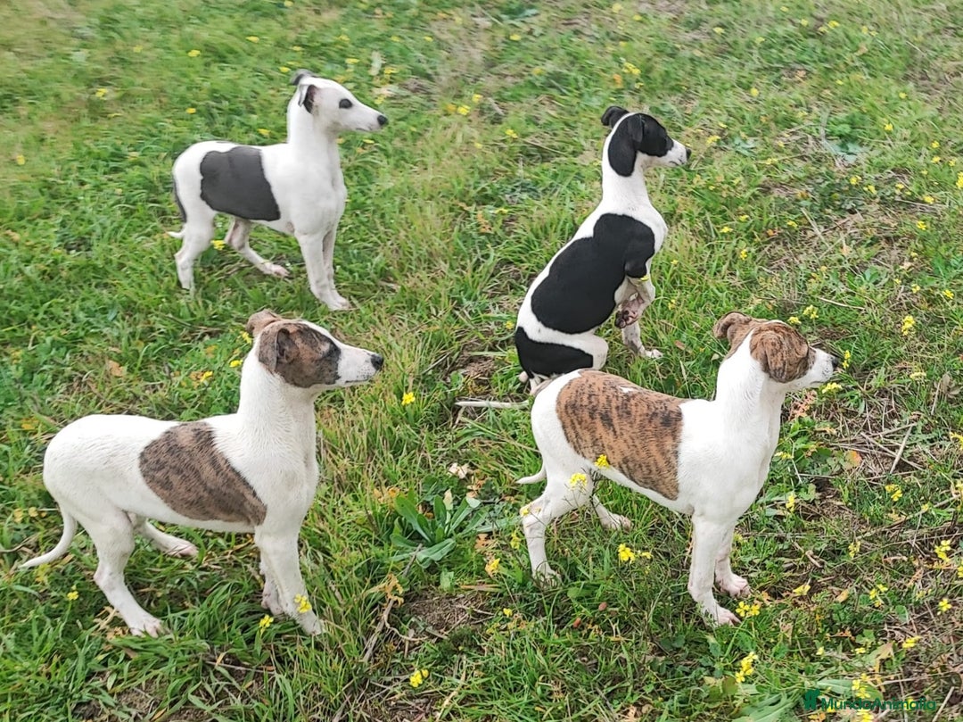 Whippet perros en venta: WHIPPET MACHO - Anuncio 7