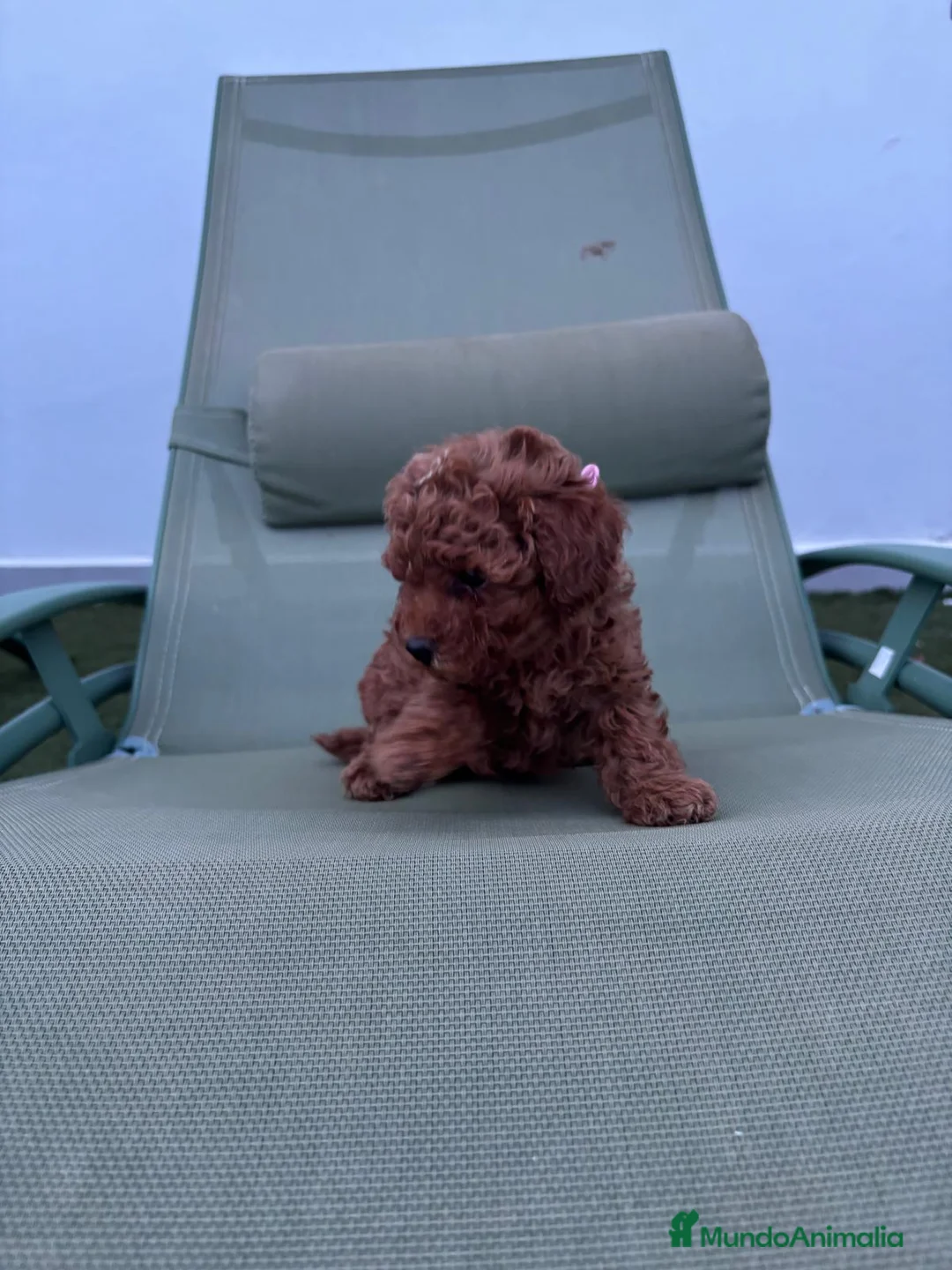 Caniche Toy perros en venta: Preciosa camada de CANICHE TOY - Anuncio 1