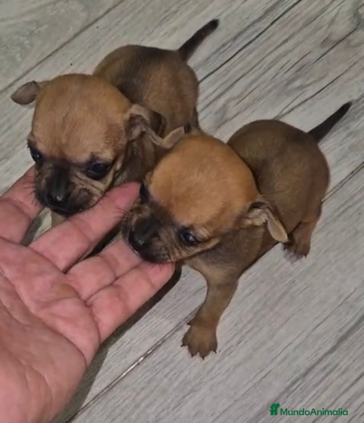 Chihuahua perros Chihuahua cabeza manzana hembra - Anuncio 5