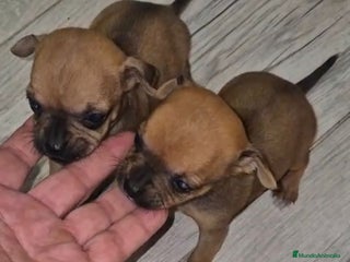 Chihuahua perros - Anuncio 16