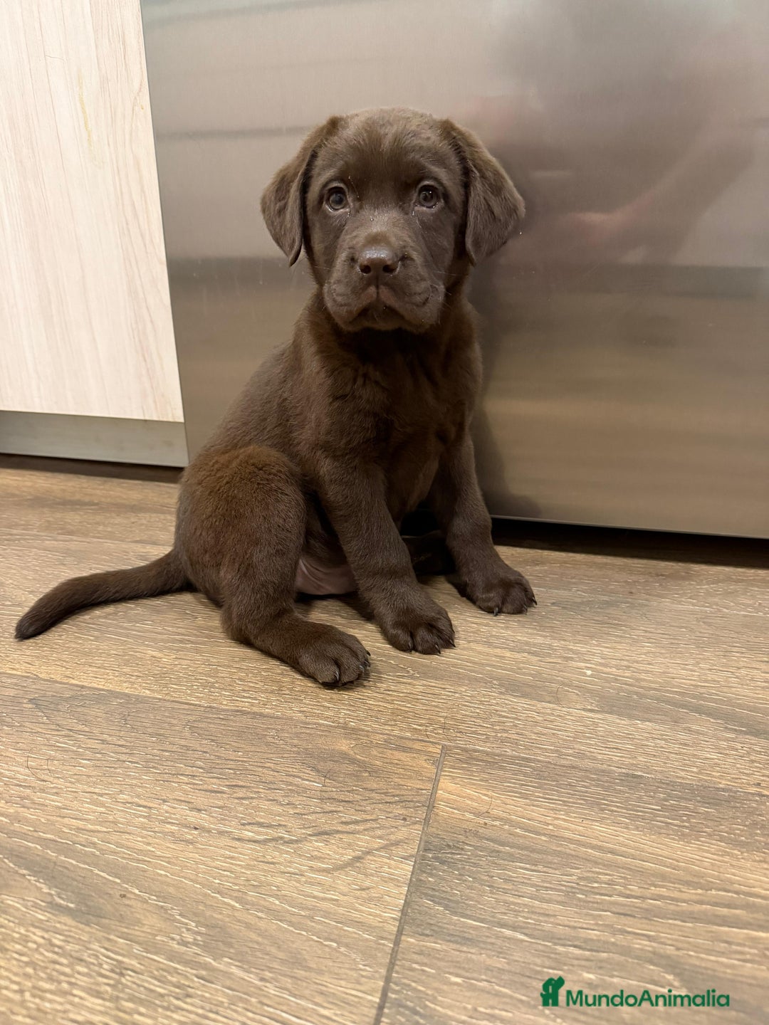 Labrador Retriever perros en venta: Hembra chocolate Labrador Retriever  - Anuncio 1
