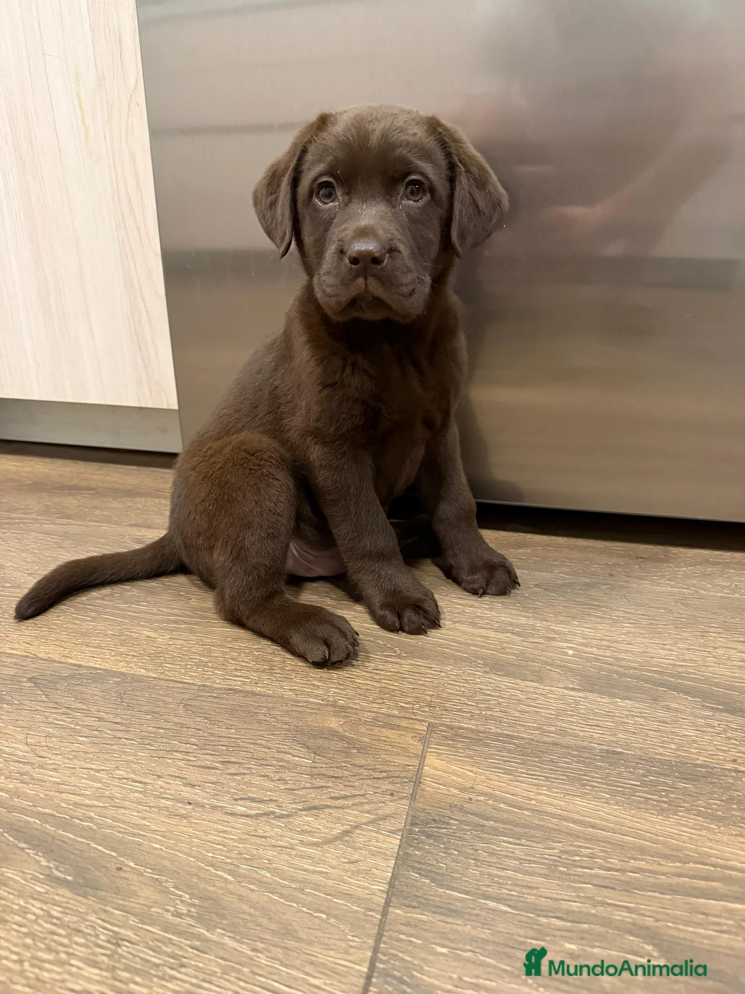 Labrador Retriever perros en venta: Hembra chocolate Labrador Retriever  - Anuncio 1
