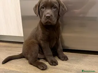 Labrador Retriever perros Hembra chocolate Labrador Retriever - Anuncio 14