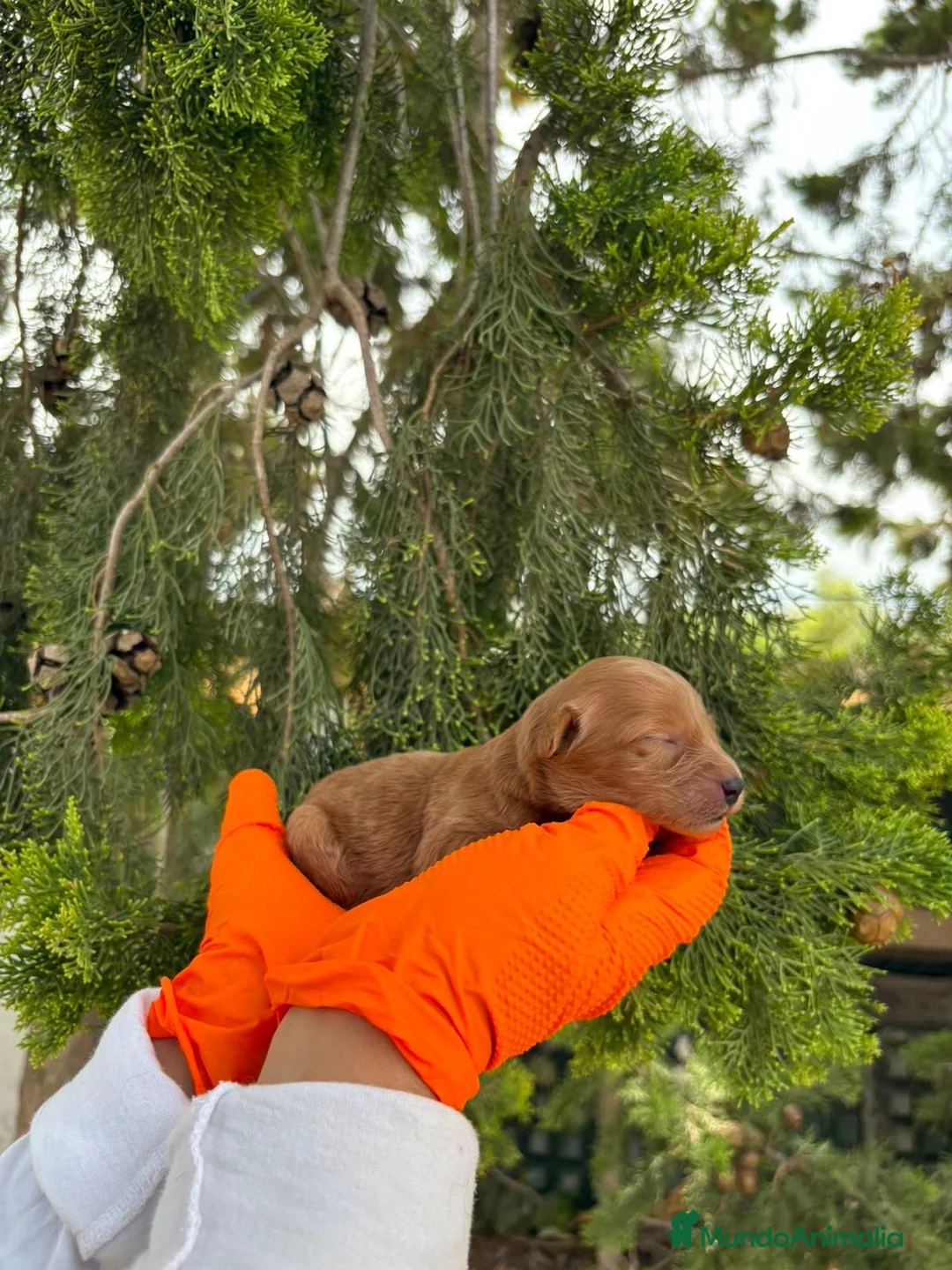 Labradoodle perros en venta: Labradoodle F3 B - Anuncio 1
