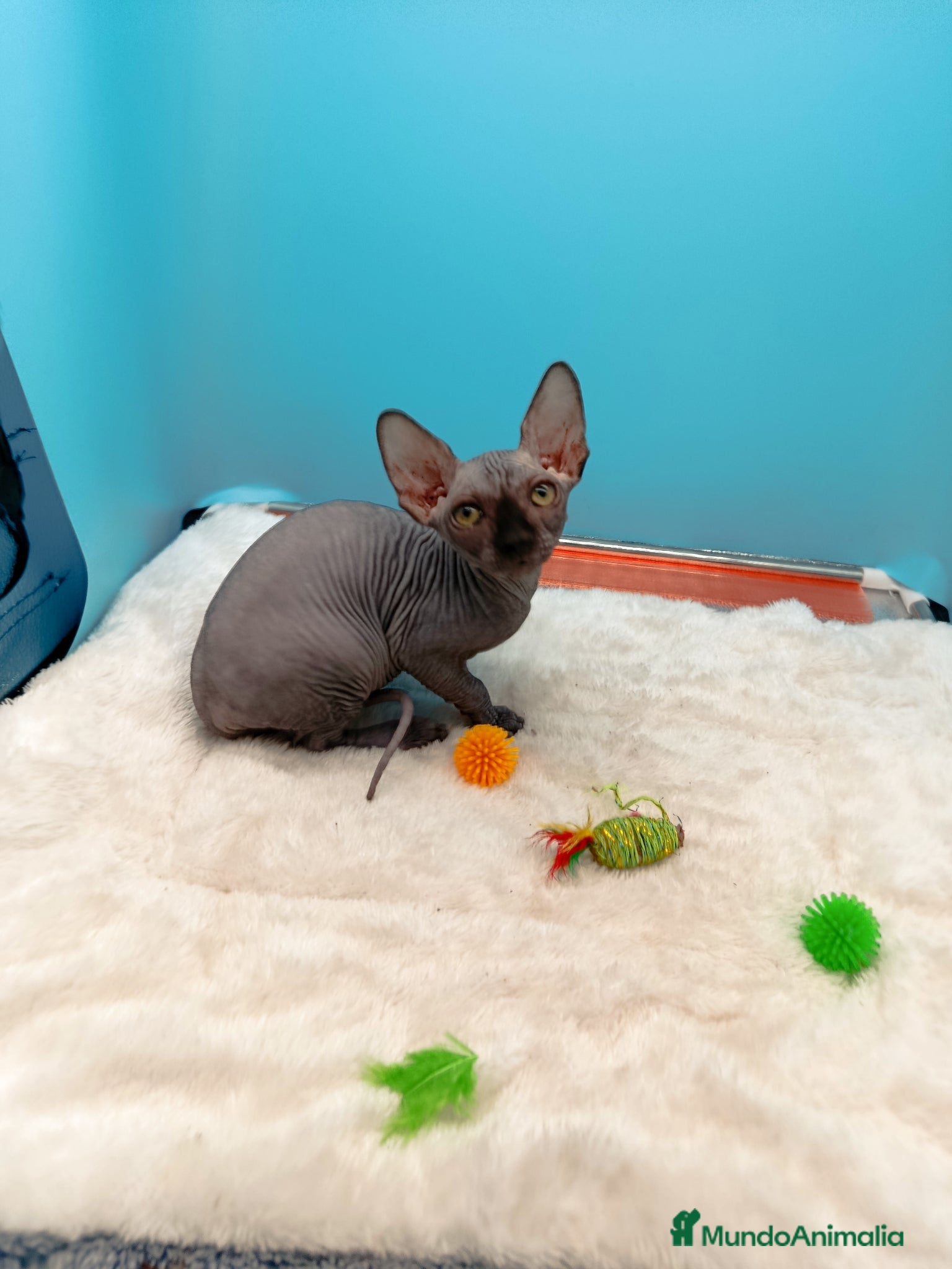Sphynx gatos en venta: Parejita de Sphynx  - Anuncio 11