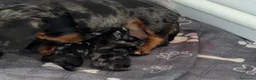 Teckel Miniatura perros en venta: Preciosos cachorros Teckel miniatura arlequín - Anuncio 1