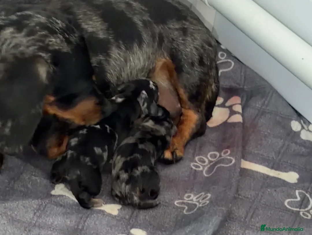 Teckel Miniatura perros en venta: Preciosos cachorros Teckel miniatura arlequín - Anuncio 1