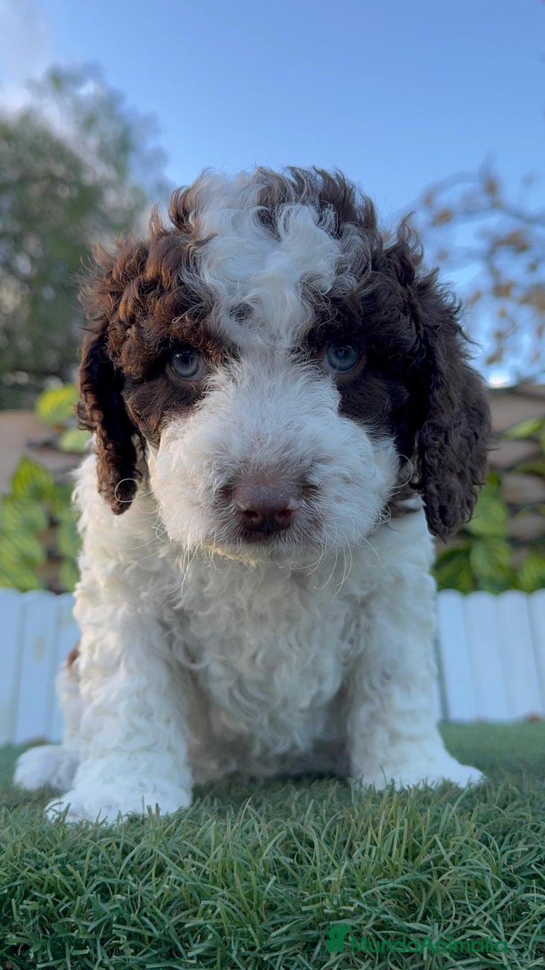 Perro de Agua Español perros en venta: PERRO DE AGUA ESPAÑOL - Anuncio 5