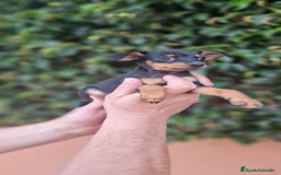 Pinscher Miniatura perros en venta: MINI PINCHER TOY - Imagen 2
