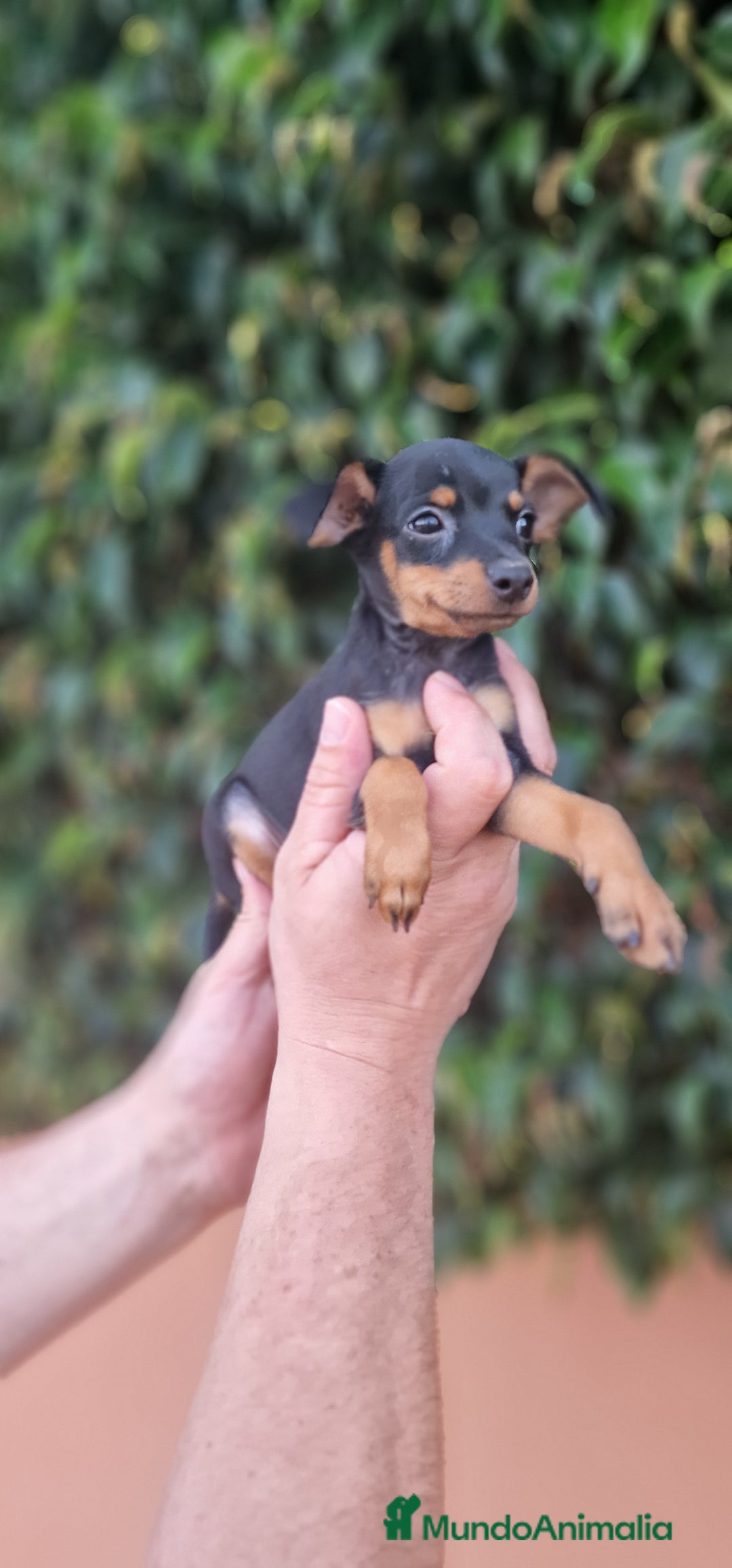 Pinscher Miniatura perros en venta: MINI PINCHER TOY - Imagen 2