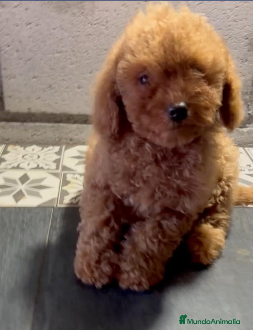 Caniche Toy perros en venta: caniche toy  - Anuncio 21