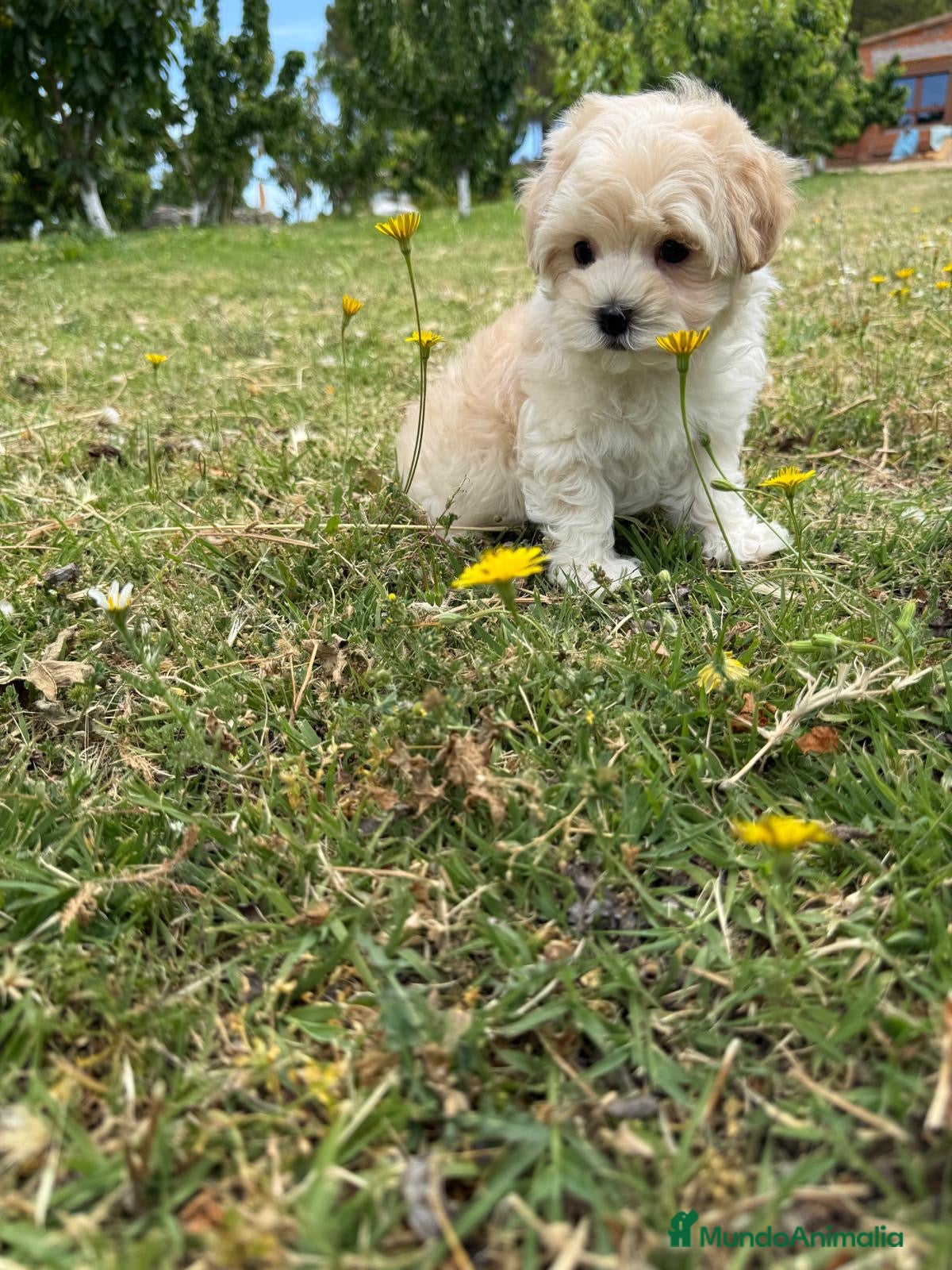 Maltipoo perros Maltipoo macho toy disponible  - Anuncio 1