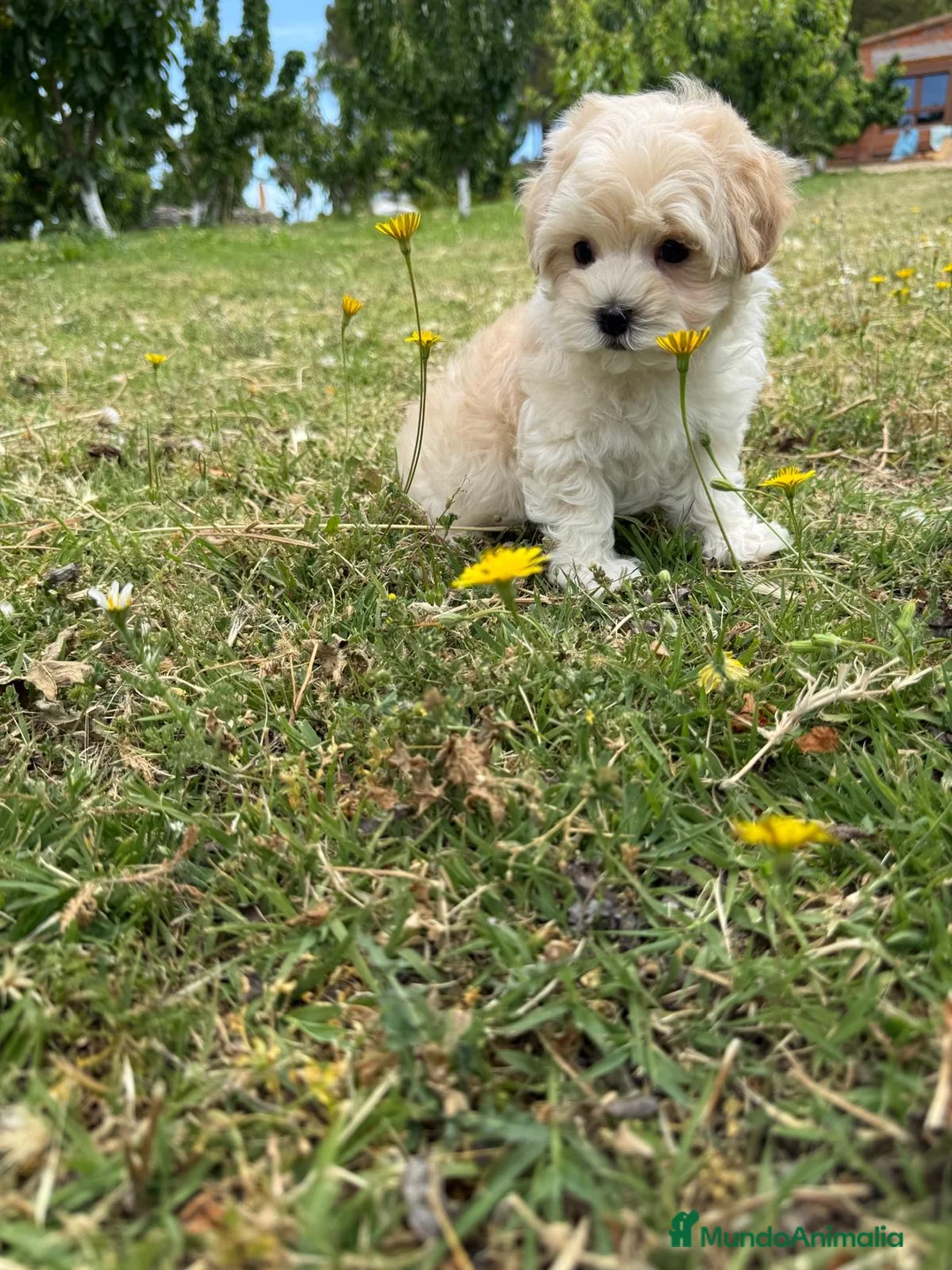 Maltipoo perros en venta: Maltipoo macho toy disponible  - Anuncio 1
