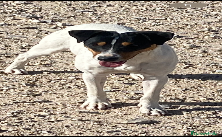 Ratonero Bodeguero Andaluz perros - Anuncio 3