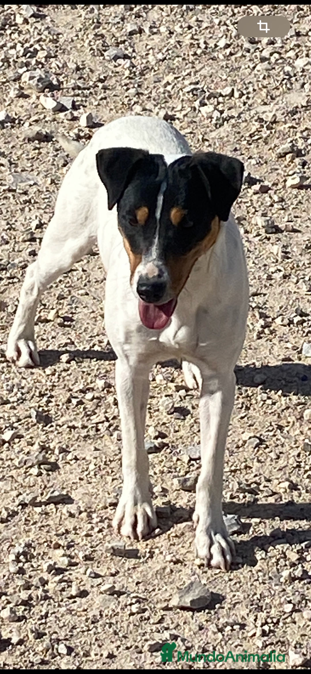 Ratonero Bodeguero Andaluz perros en venta: Ratonero bodeguero andaluz  - Imagen 1