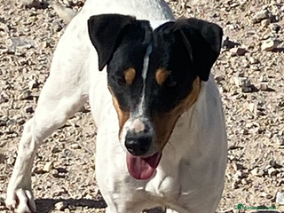 Ratonero Bodeguero Andaluz perros - Anuncio 1