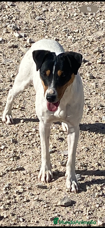 Ratonero Bodeguero Andaluz perros - Anuncio 2