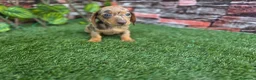 Teckel Miniatura perros en venta: TECKEL MINIATURA & KANNINCHEN ARLEQUIN - Anuncio 2