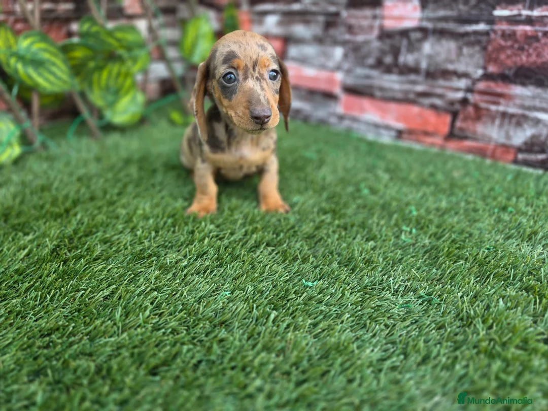 Teckel Miniatura perros en venta: TECKEL MINIATURA & KANNINCHEN ARLEQUIN - Anuncio 2