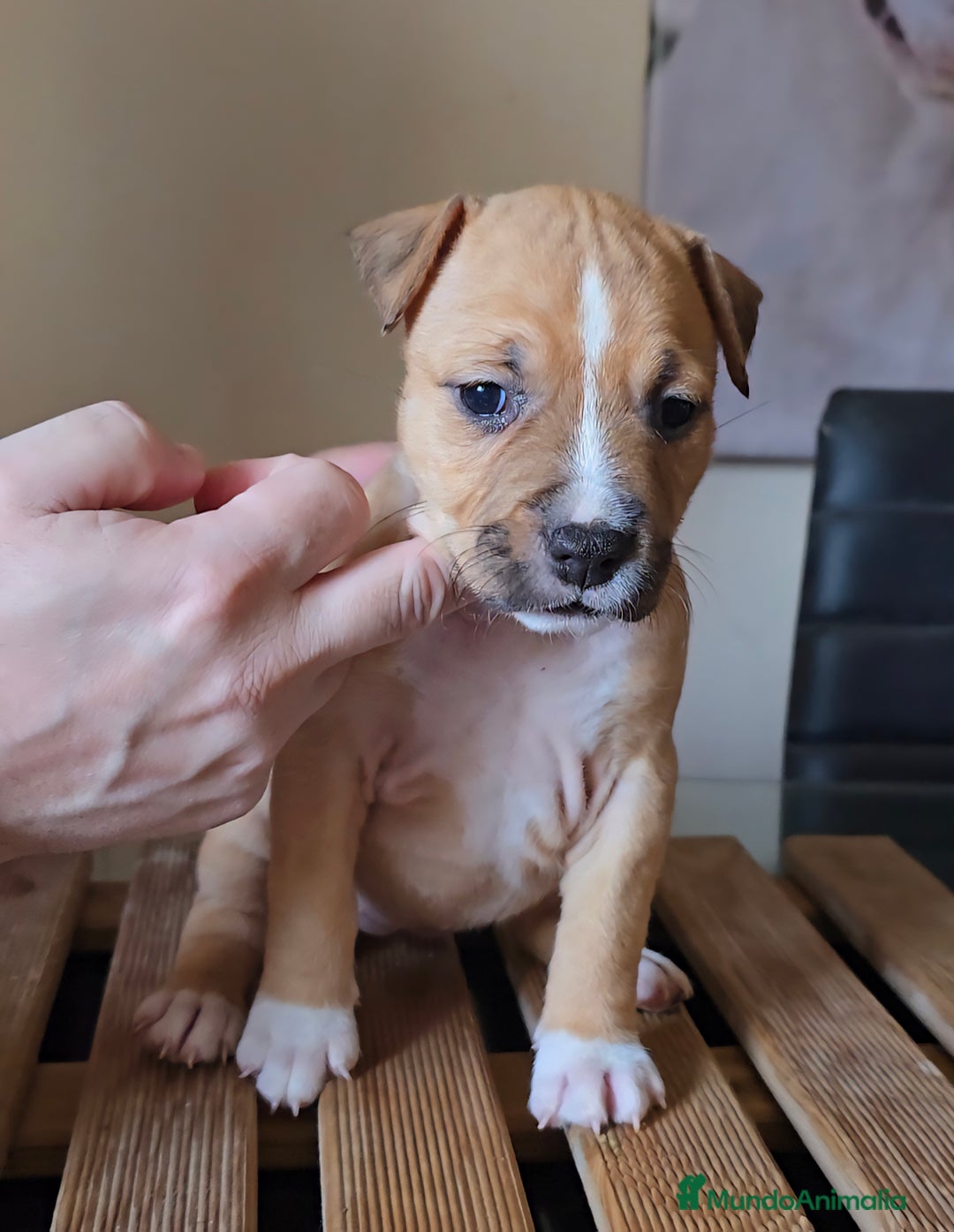 American Staffordshire-Terrier perros en venta: American Staffordshire Terrier  - Anuncio 5