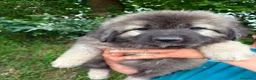 Pastor del Cáucaso perros en venta: Pastor Cáucaso  - Anuncio 5