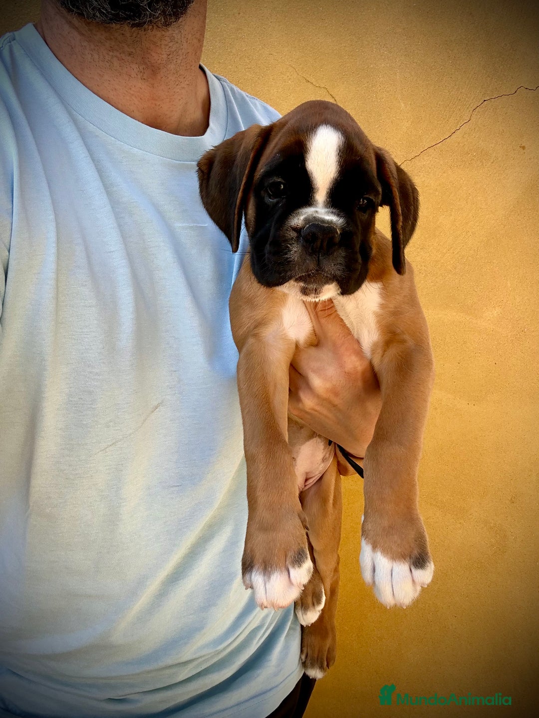 Boxer perros en venta: Boxer - Imagen 21