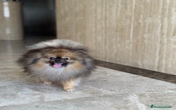 Pomerania perros para monta: Disponible para monta — Pomerania macho - Imagen 3