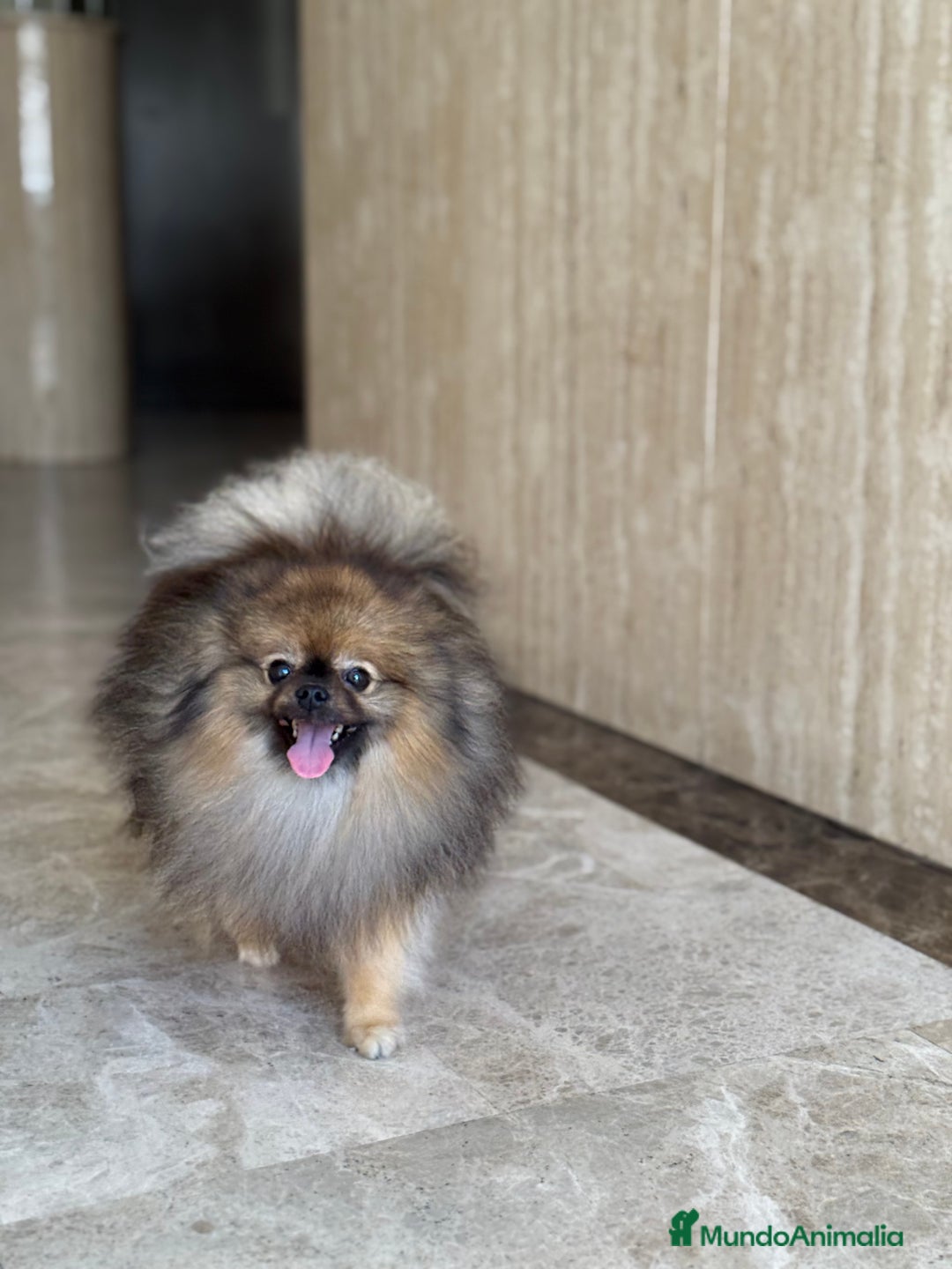 Pomerania perros para monta: Disponible para monta — Pomerania macho - Imagen 3