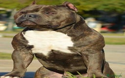 American Pit Bull Terrier perros en venta: Pitbull atigrado  - Imagen 1