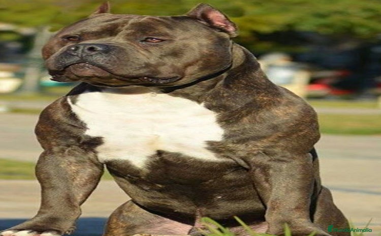 American Pit Bull Terrier perros - Anuncio 1