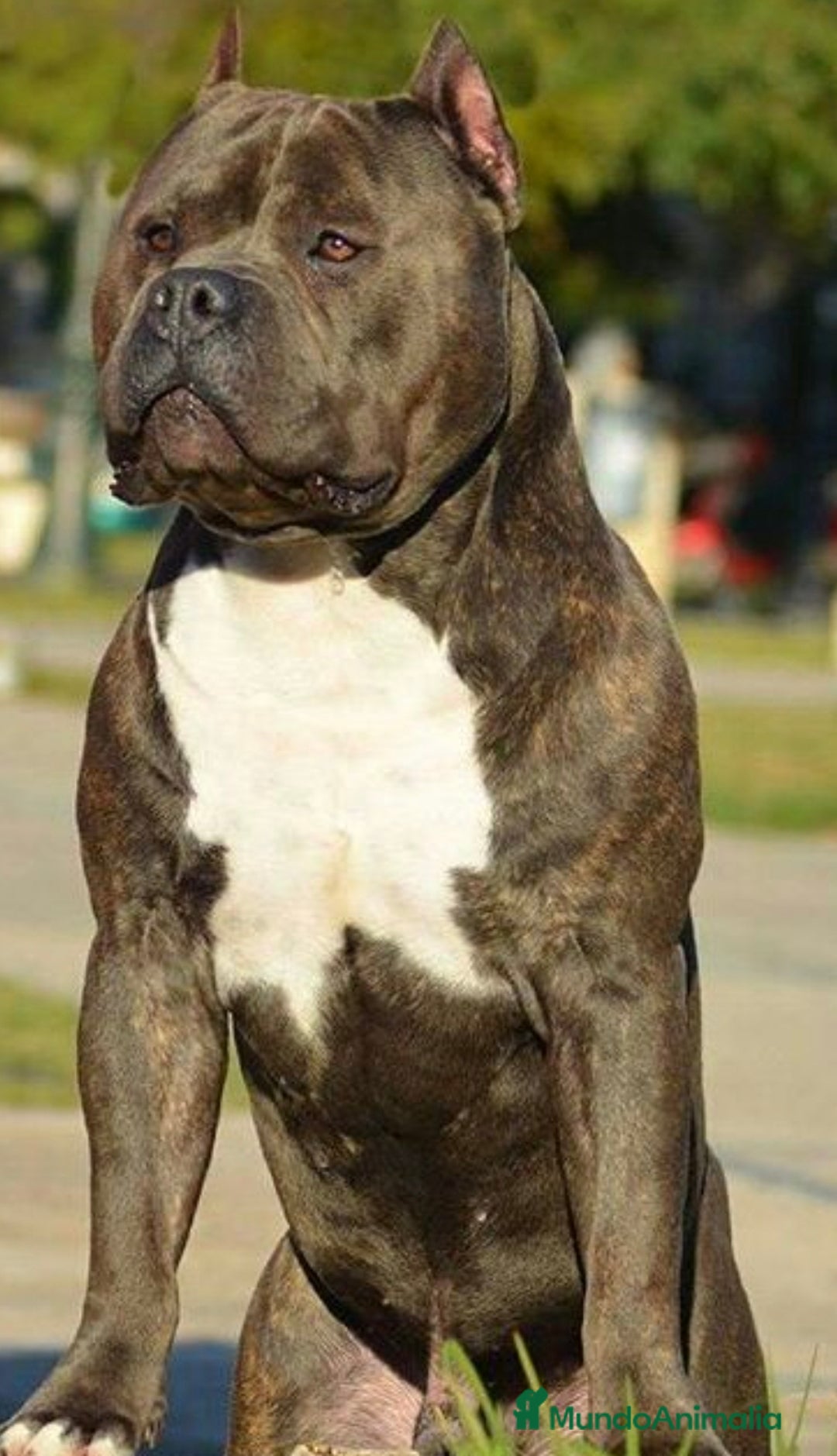 American Pit Bull Terrier perros en venta: Pitbull atigrado  - Imagen 1