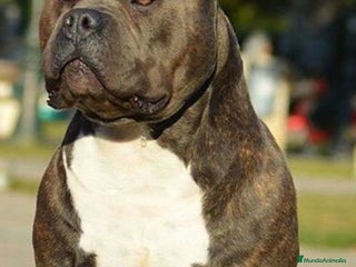 American Pit Bull Terrier perros - Anuncio 9