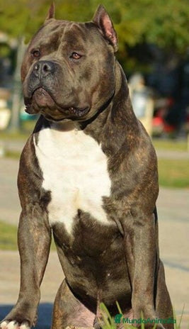 American Pit Bull Terrier perros - Anuncio 15