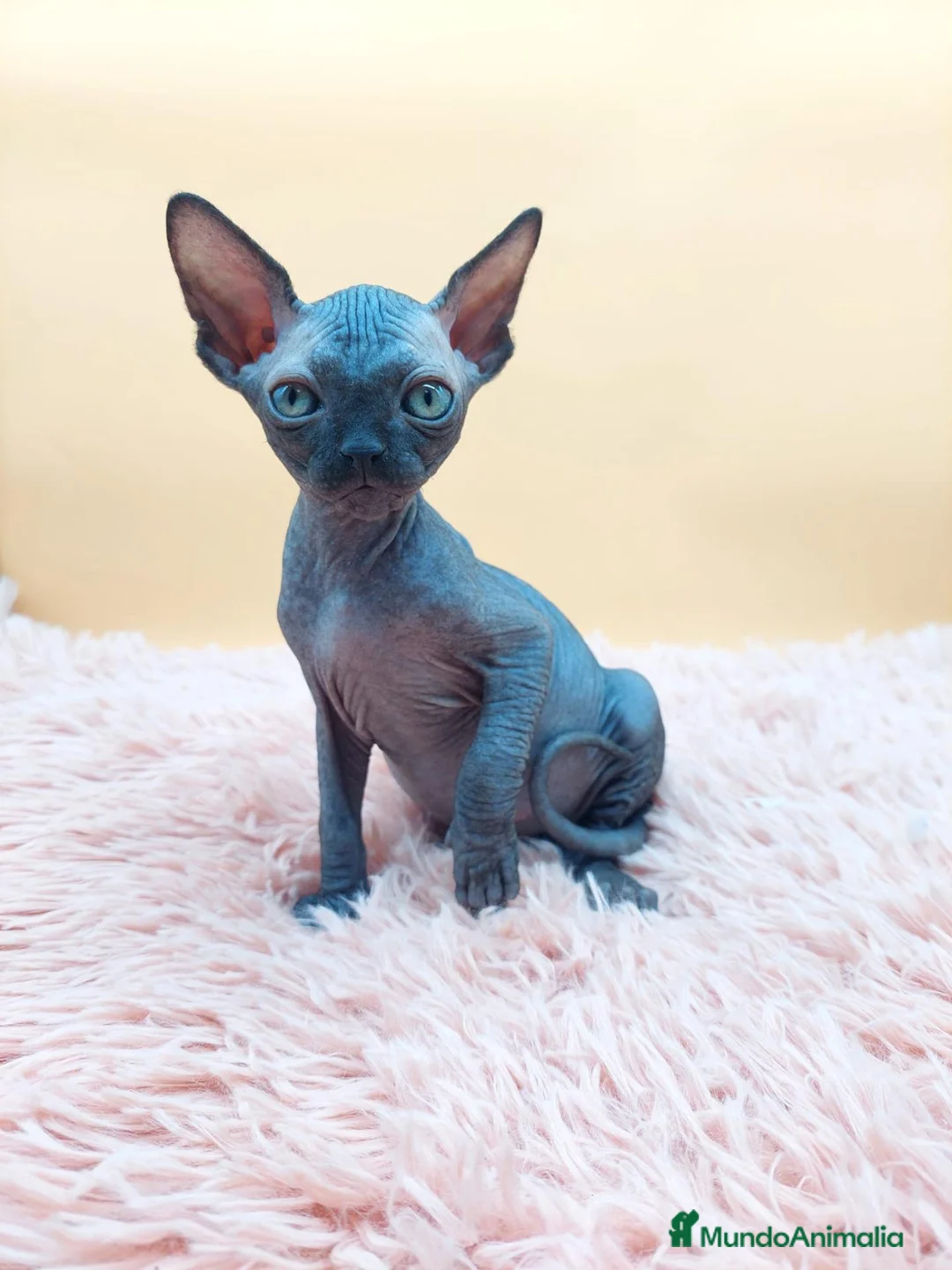 Sphynx gatos en venta: Precioso machito negro  - Anuncio 2