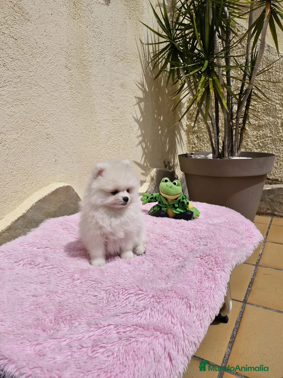 Pomerania perros en venta: Lulú de Pomerania  en Barcelona - Anuncio 3