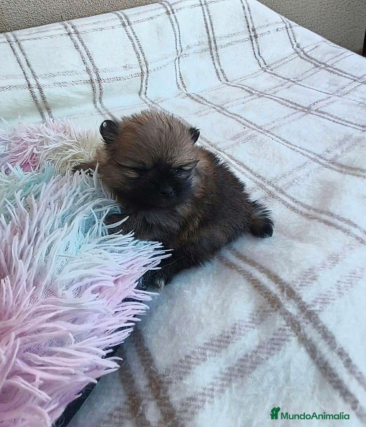 Pomerania perros POMERANIA HEMBRITA MARRÓN  - Anuncio 21